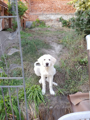 Dr. Steffen Schmidt veterinary practice - Visual
