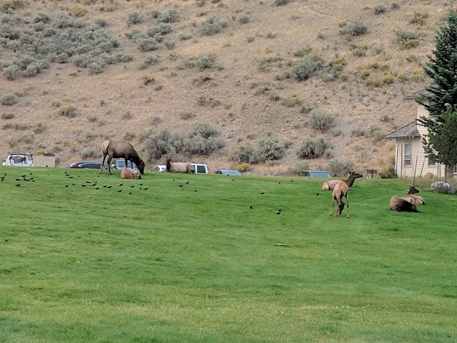 Parc national de Yellowstone