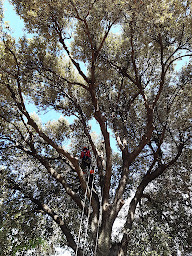 Photo n°12 de ARBORETHIQUE. à Beaulieu (Service d'élagage)