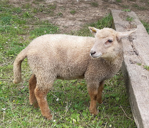 Photo n°2 de Relais Nature de Bièvres à Bièvres (Ferme pédagogique)