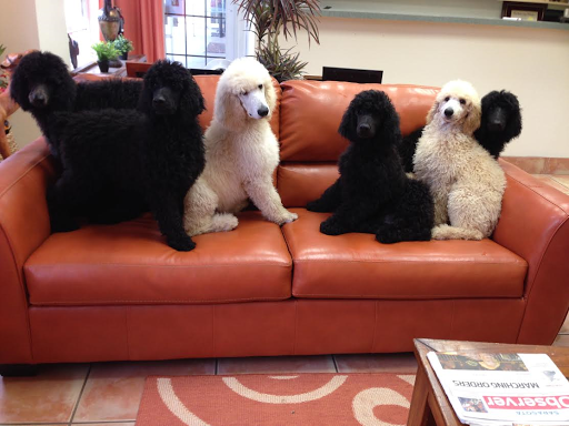 Dr. Kate's Pet Clinic