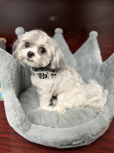 Champ's Dog House Mount Laurel Logo
