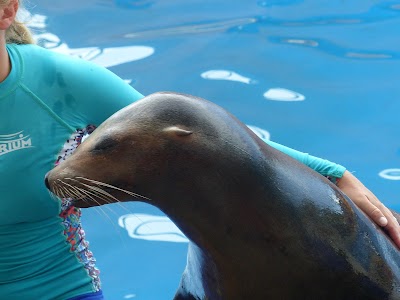 Golden Dome Sea Lion Show