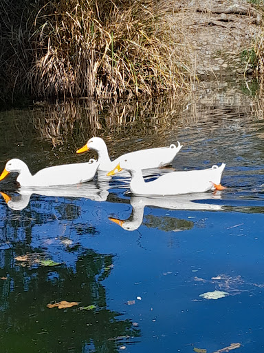 Queen Elizabeth Park Boats - Thumbnail