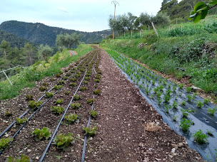 Photo n°11 de Les Restanques d'Aurélien à L'Escarène (Ferme bio)