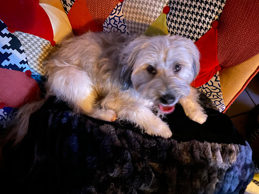 Hundesalon Reischl - Thumbnail