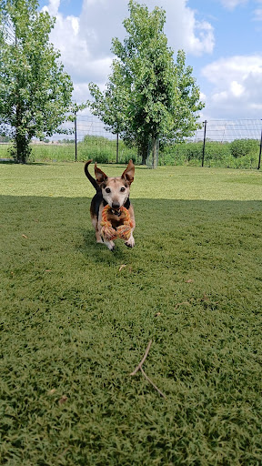 www.mydogresort.nl - Thumbnail
