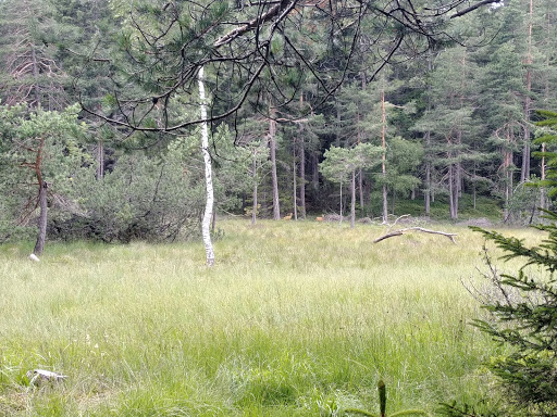 Totes Moos - Torbiera Totes - Thumbnail