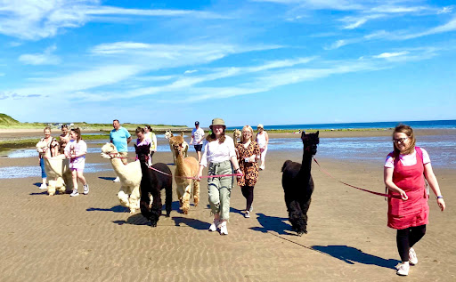 Cranfield Alpacas, Winner- Best Tourism Experience in Northern Ireland - Thumbnail