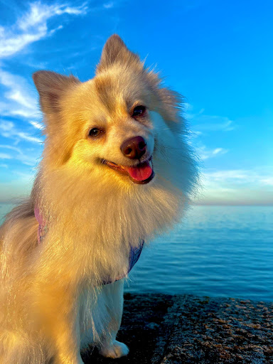Elle'Dog - Visual