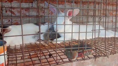 Photos of Inersa