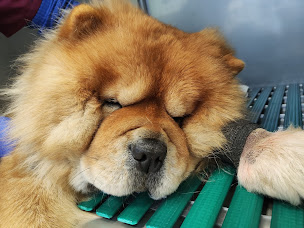 Photo n°5 de Clinique Vétérinaire Nature & Vet - Anglet Montbrun à Anglet (Clinique vétérinaire)