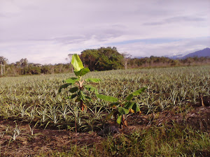 Petroperu 1