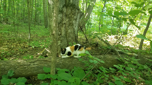 Boyne Forest Trail - Thumbnail