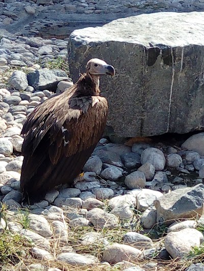Photos of مركز كلباء للطيور الجارحة Kalba Bird of Prey Centre