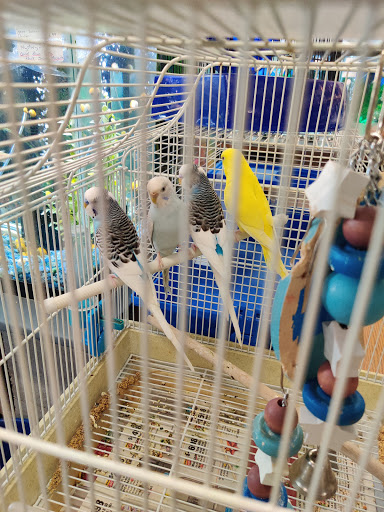 Jungle of Joys Pet Shop - Thumbnail
