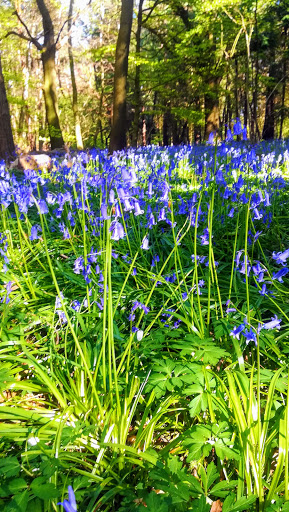 Chantry Wood Campsite - Thumbnail