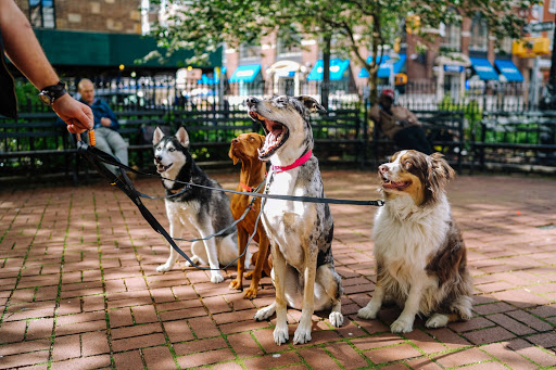 About Them Pets - Visual