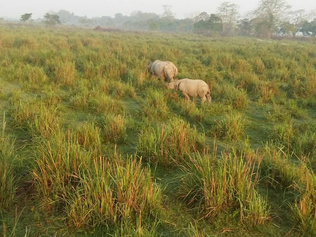 Kaziranga National Park