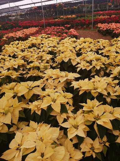 Vivero las palmas Alpuyeca Morelos - Thumbnail