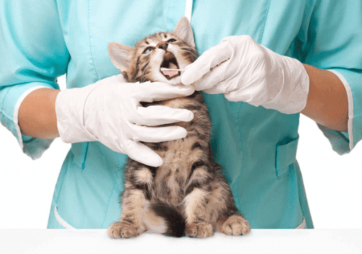 San Carlos Veterinary Clinic
