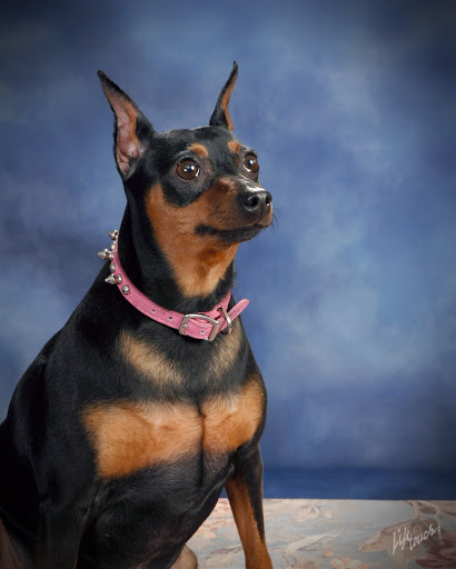 Antigo Veterinary Clinic - Thumbnail