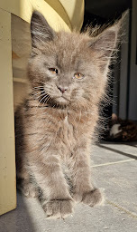 Photo n°8 de Chatterie du Pays d’Hécate : Élevage de chats/chatons maine coon Loof en Indre-et-Loire, Centre-Val de Loire à Chambourg-sur-Indre (Éleveur de chats)