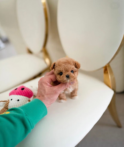 Tiny Puppies store - Visual