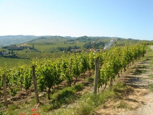 Azienda Agricola Soria Matteo - Italy