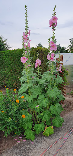 Kleingartenverein "Dahlia"e.V. - Thumbnail