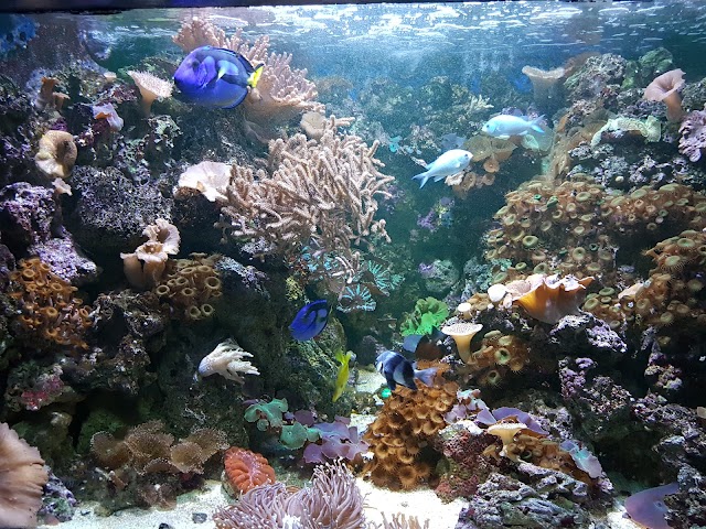 Coral Island