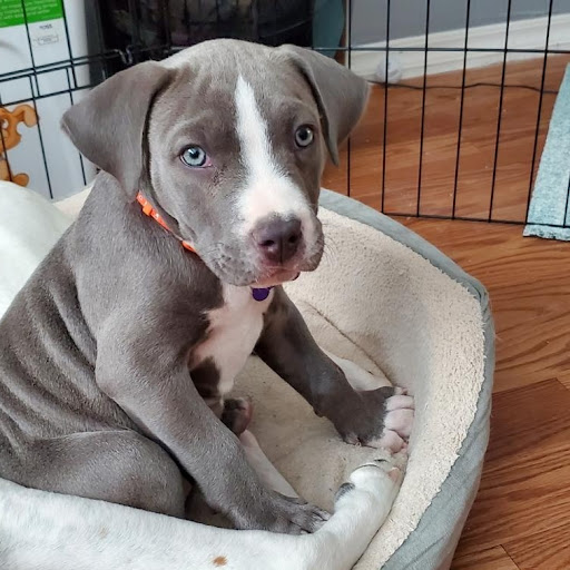 Mission Park Pet Hospital - Thumbnail