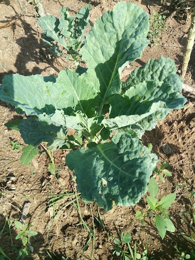 Photos of Ogambo Farm
