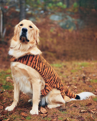 Pawzone Gallery - Canada