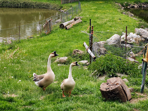 Tiergehege Dröbischau - Visual