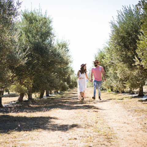 Texas Hill Country Olive Co. by null