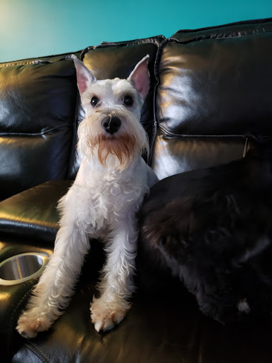 Pet Palace Grooming Salon