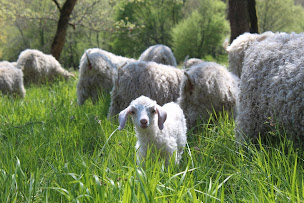 Photo n°3 de Ferme de Courneillac à Belbèze-en-Comminges (Chambre d'hôtes)