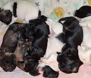 Photo n°16 de Ô P'tit Havanais Gourmand à Saint-Cyr-en-Talmondais (Éleveur de chiens)