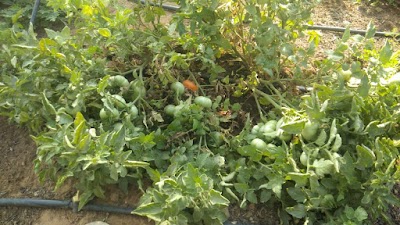 photo of Farmers Market of Jaipur