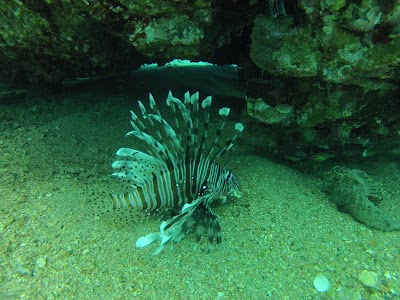 Photos of Nautilus-aqaba diveclub