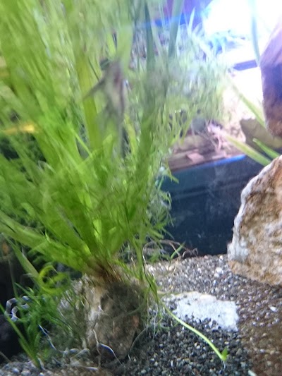 Photos of Aquarium Decorpez Salta
