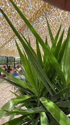 Photo n°57 de Rodizio Brazil - Cergy à Cergy (Restaurant végétarien)