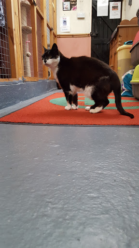 Furry Tails kennel & Cattery Gallery - United Kingdom