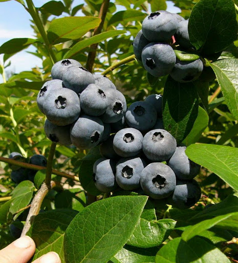 Otway Blueberries - Thumbnail