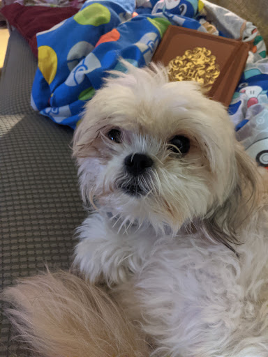 Lisa's Expert Care Dog Grooming