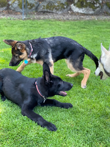 Canyon Crest K-9 Training Center - Thumbnail