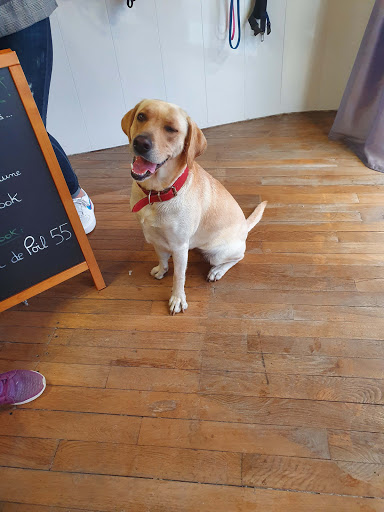 Photo de AMOUR DE POIL Salon de toilettage Centre Ville REVIGNY-SUR-ORNAIN S/O à Revigny-sur-Ornain (55800)