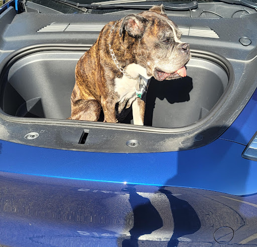 Top Dog Pet Grooming