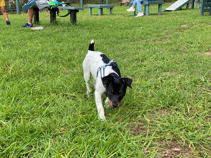 Dog Off Leash Park, Oran Park NSW 2570, Australia